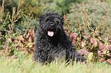 BOUVIER DES FLANDRES 112